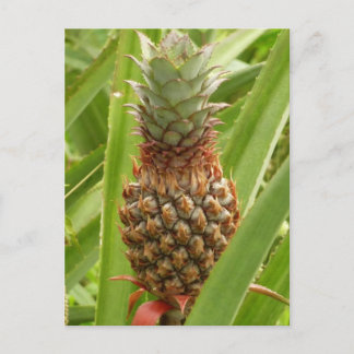 Wild Pineapple Tropical Fruit in Nature Postcard