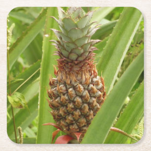 Wild Pineapple Tropical Fruit in Nature Square Paper Coaster