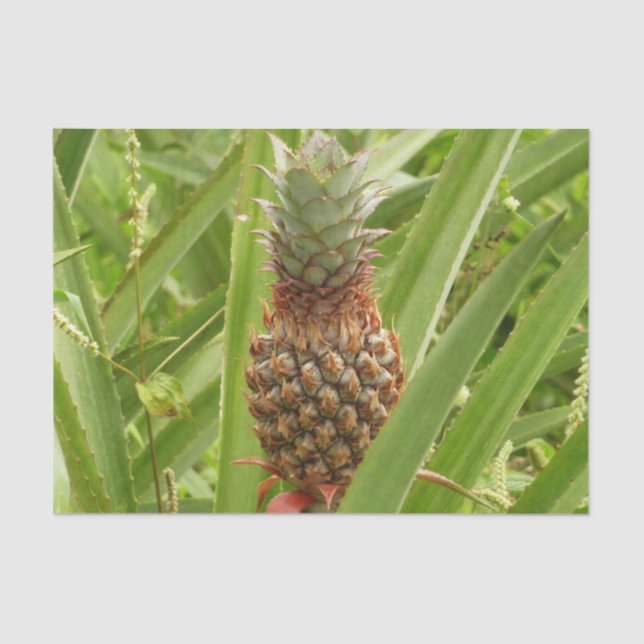 Wild Pineapple Tropical Fruit in Nature Tissue Paper (Front)