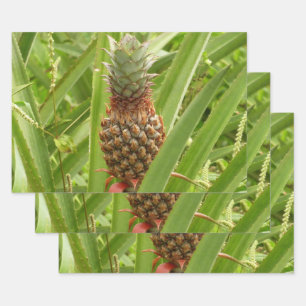 Wild Pineapple Tropical Fruit in Nature Wrapping Paper Sheet