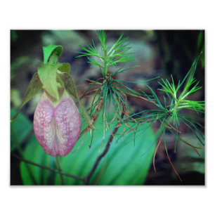 Wild Pink Lady Slipper Orchid And Evergreens 8x10 Photo Print
