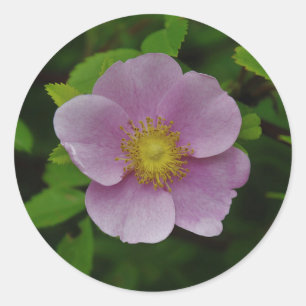 Wild Pink Rose Classic Round Sticker