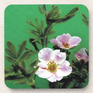 wild pink rose flowers in green, Elegant Coaster