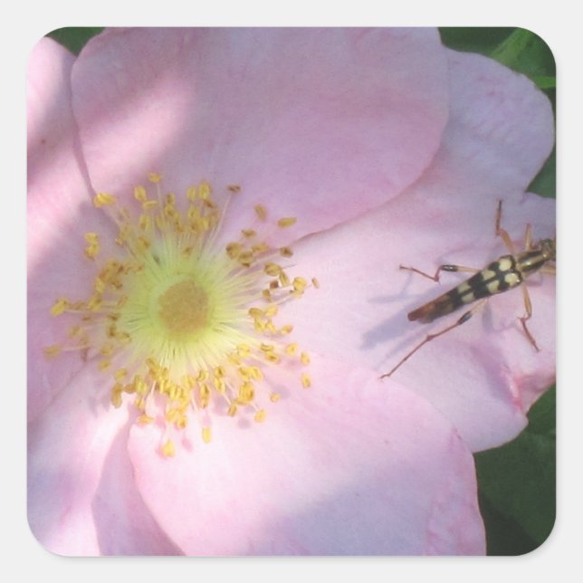 Wild Pink Rose Sticker (Front)