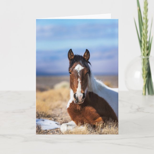 Wild Pinto Vertical Greeting card (Front)