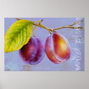 Wild plum - Prunus domestica flat poster print