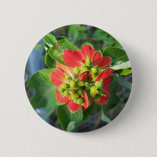 wild Poinsettia 6 Cm Round Badge