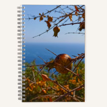 Wild Pomegranate Sunny Montenegro Summer