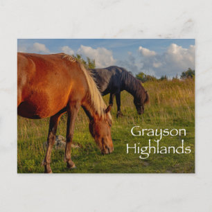 Wild Ponies at Grayson Highlands State Park Postcard