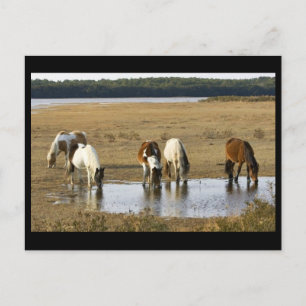 Wild pony postcard