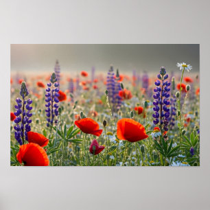 Wild Poppy and Lupin Meadow at Dawn Poster