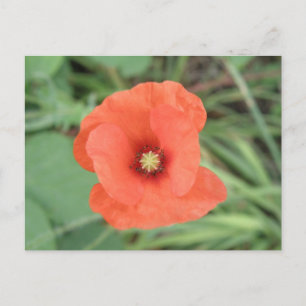 Wild Poppy Flower Postcard