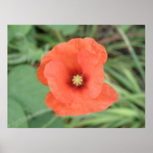 Wild Poppy Flower Print