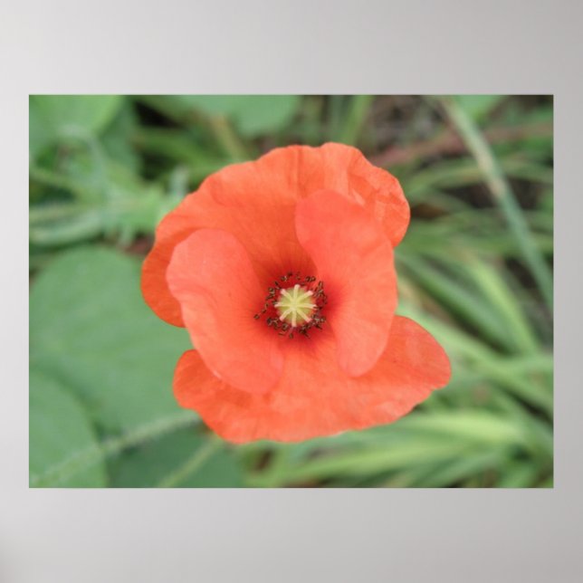 Wild Poppy Flower Print (Front)
