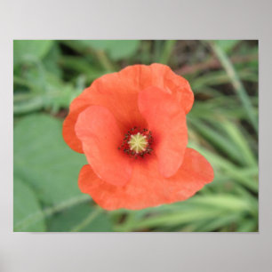 Wild Poppy Flower Print
