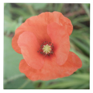 Wild Poppy Flower Tile