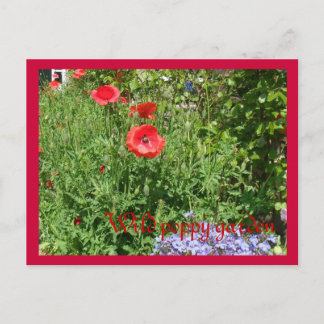 Wild poppy garden postcard