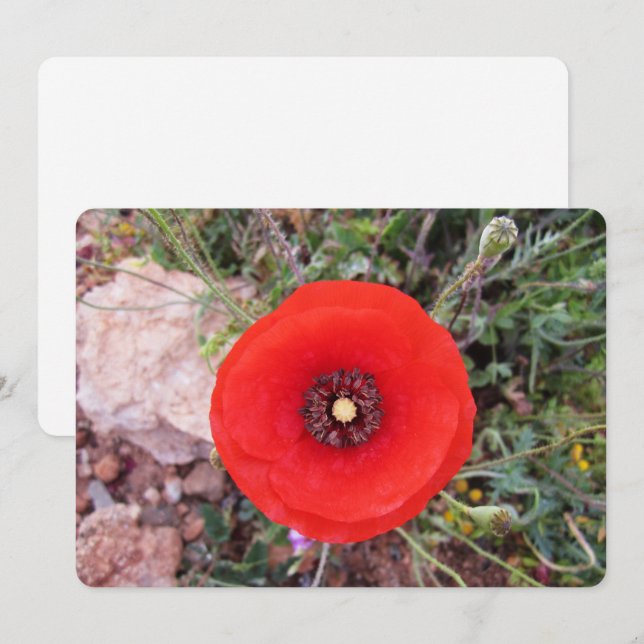 Wild Poppy Holiday Card (Front/Back)