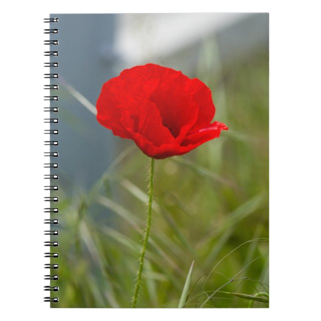 Wild poppy notebook (Front)