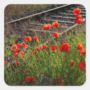 Wild poppy        square sticker