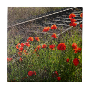 Wild poppy tile