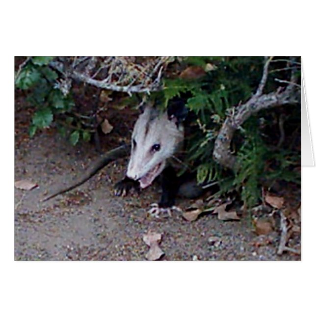 Wild Possum (Front Horizontal)