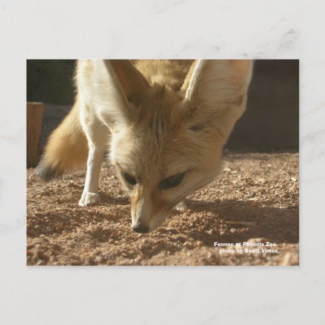 Wild Postcard - Fennec (Front)