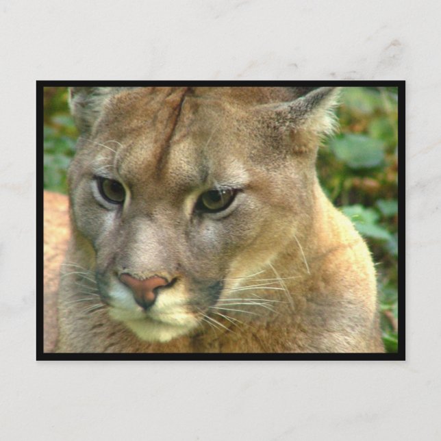 Wild Puma Postcard (Front)