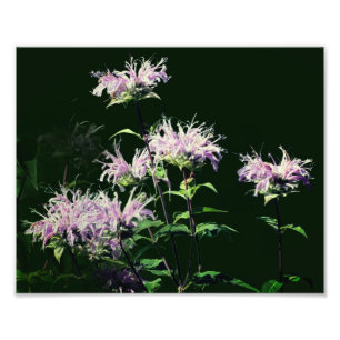 Wild Purple Bee Balm Flowers 8x10 Photo Print