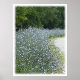 Wild Purple Chickory Flower Landscape Picture Poster