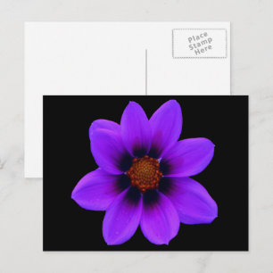 Wild Purple Flower at Dusk Postcard