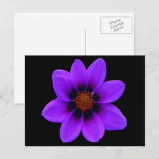 Wild Purple Flower at Dusk Postcard