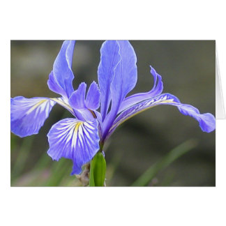 Wild Purple Iris