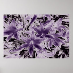 Wild purple lilies.... poster