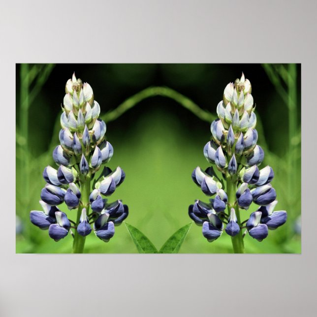 Wild Purple Lupine Flower Mirror Abstract  Poster (Front)