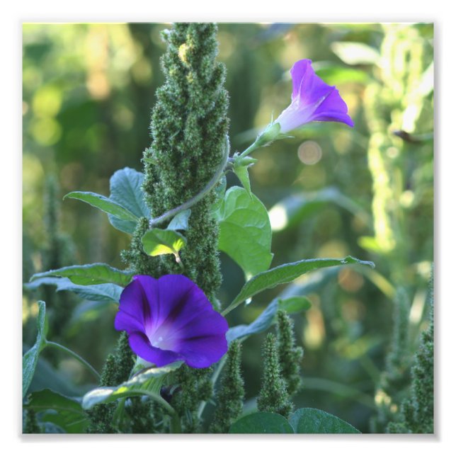 Wild Purple Morning Glory Flowers 8x8 Photo Print (Front)