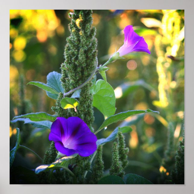 Wild Purple Morning Glory Flowers  Poster (Front)