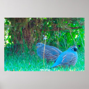 Wild Quail Poster