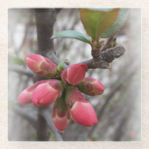 wild quince blooming glass coaster