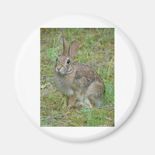 Wild Rabbit Eastern Cottontail Apparel and Gifts Magnet