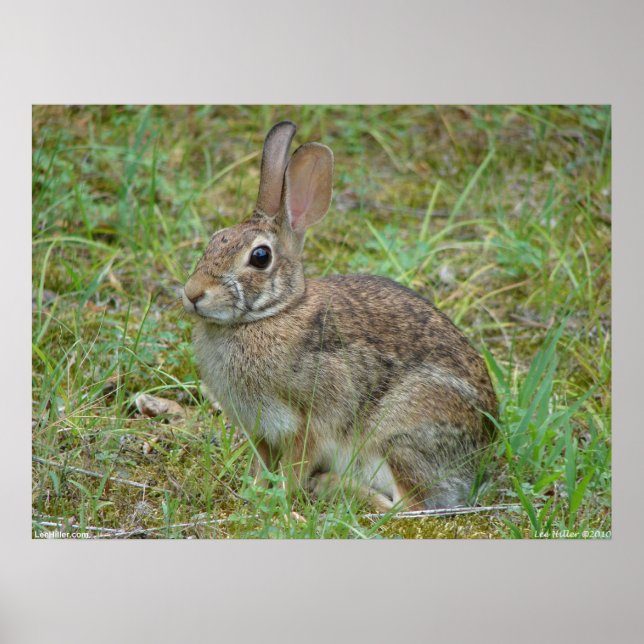 Wild Rabbit Eastern Cottontail II Poster (Front)