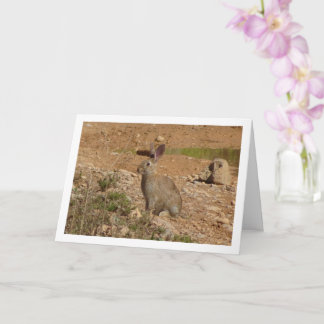 Wild Rabbit in Canyon Card