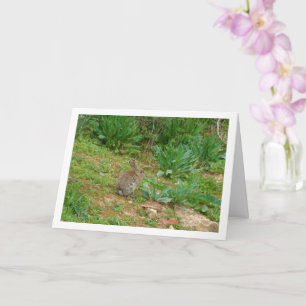 Wild Rabbit in Countryside Card