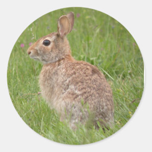 Wild Rabbit in My Backyard Classic Round Sticker