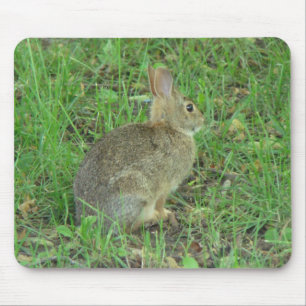 Wild  Rabbit Resting Mouse Pad