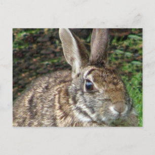 Wild Rabbit Up Close Postcard