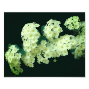 Wild Rambling White Roses 8x10 Photo Print