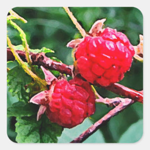 Wild Raspberries Square Sticker