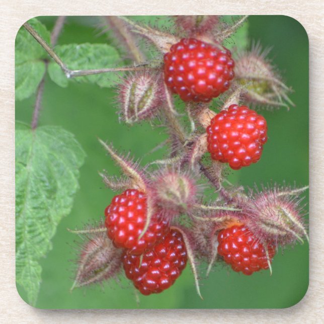 Wild Raspberry Coaster (Front)