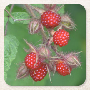 Wild Raspberry Party Coaster